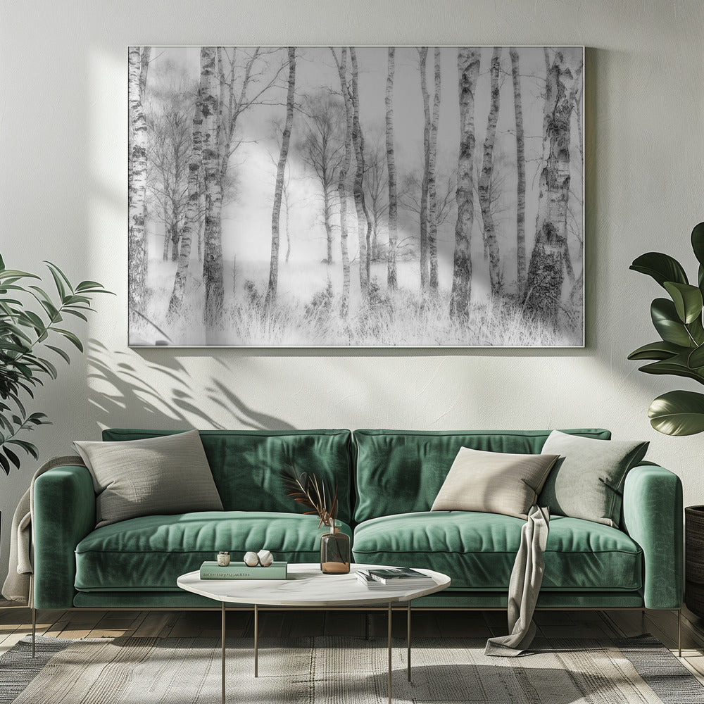 A framed black and white photograph of a misty birch forest. The distinctive white and black trunks of the trees stand in the foreground and recede into a foggy background, with tall, light-colored grass at their base. Decor