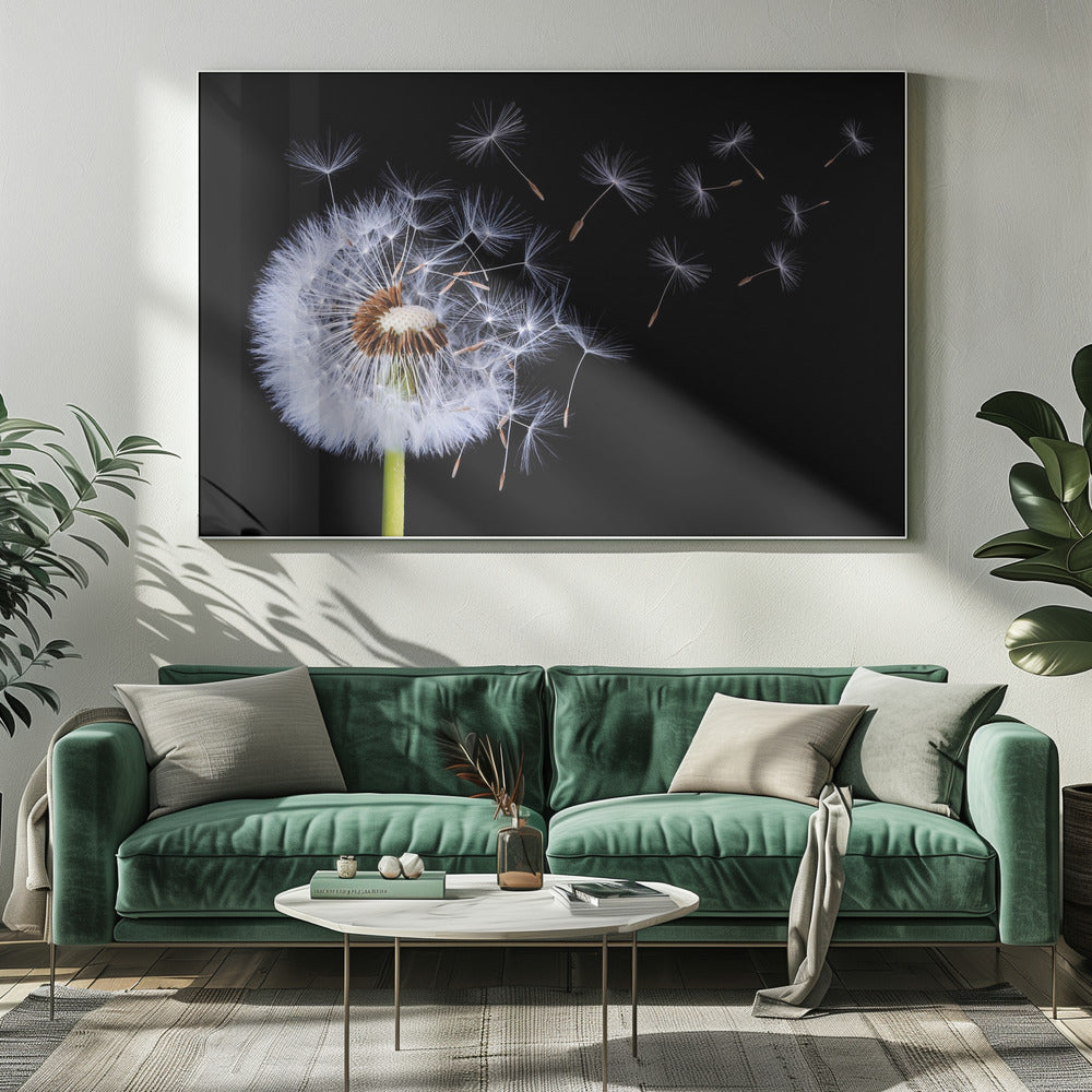 A close-up, framed photograph of a dandelion seed head against a stark black background, with its fluffy white seeds being carried away by an unseen wind. Wall Art