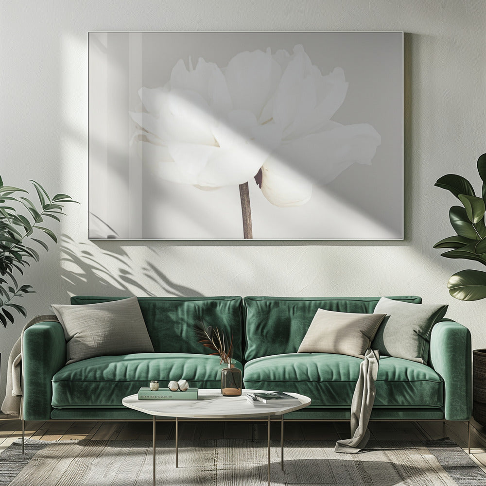 A close-up, slightly off-center photograph of a fully bloomed white peony against a plain, light grey background, presented in a silver brushed metal frame. Artwork