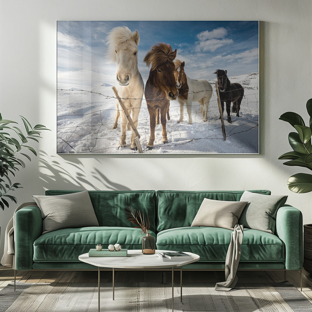 A close-up shot of four Icelandic horses with thick, wind-blown manes standing in a snowy field behind a wire fence. In the background, snow-covered mountains are visible under a bright blue sky with fluffy white clouds. Decor