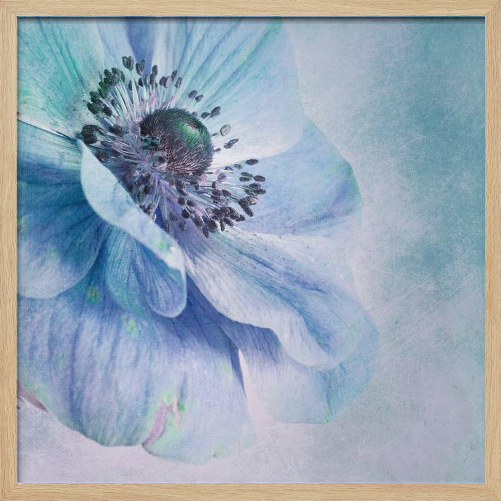 A close-up, artistic photograph of a large blue anemone flower with delicate, layered petals. The center of the flower is a dark, textured black and purple. The background is a soft, textured light blue. The entire image is enclosed in a light-colored wooden frame. Decor