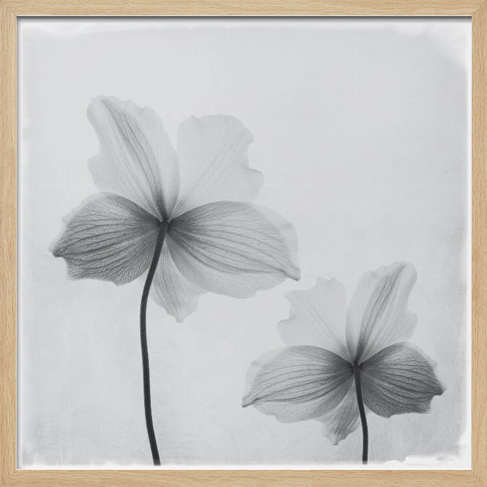 A framed black and white photograph of two translucent flowers seen from behind. Their delicate, paper-like petals are detailed with fine veins against a soft, light gray background. The artwork is enclosed in a simple, light-colored wooden frame. Wall Art