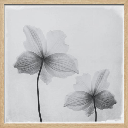 A framed black and white photograph of two translucent flowers seen from behind. Their delicate, paper-like petals are detailed with fine veins against a soft, light gray background. The artwork is enclosed in a simple, light-colored wooden frame. Wall Art