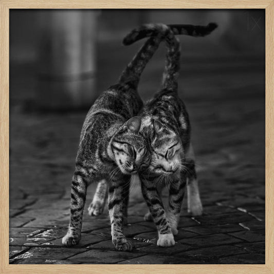A black and white framed photograph capturing an affectionate moment between two tabby cats. They are rubbing their heads together with eyes closed, and their tails are intertwined above them, creating a heart-like shape. Decor