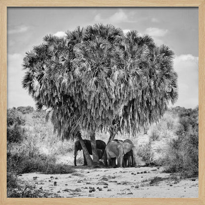 A black and white photograph of a small herd of elephants taking shelter from the sun under the dense foliage of a large palm tree in a dry, arid landscape. The photo is presented in a light wood frame. Poster