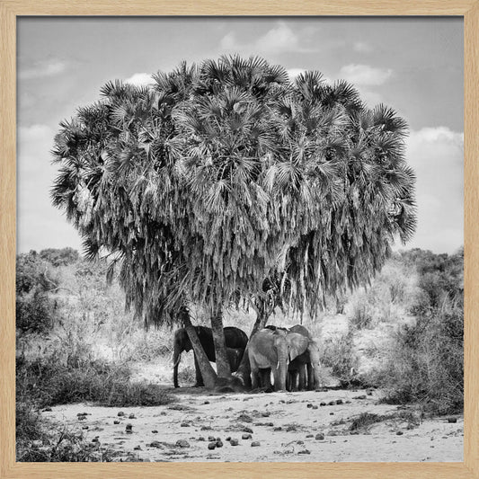 A black and white photograph of a small herd of elephants taking shelter from the sun under the dense foliage of a large palm tree in a dry, arid landscape. The photo is presented in a light wood frame. Poster