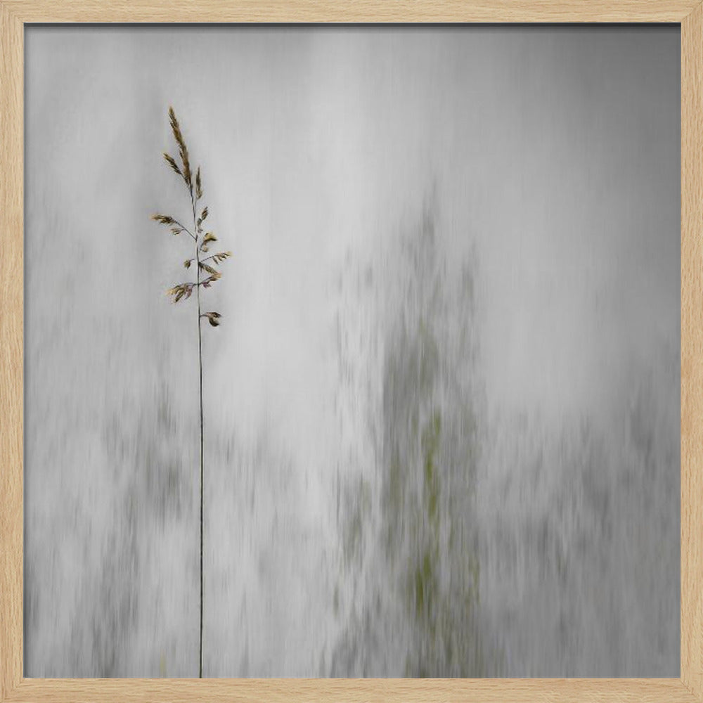 A minimalist photograph in a light wood frame featuring a single, delicate stalk of wild grass in sharp focus against a soft, vertically blurred background of gray and muted green tones, creating a tranquil and artistic impression. Print