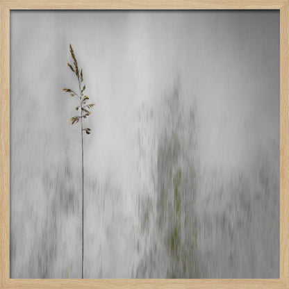A minimalist photograph in a light wood frame featuring a single, delicate stalk of wild grass in sharp focus against a soft, vertically blurred background of gray and muted green tones, creating a tranquil and artistic impression. Print