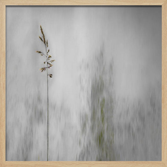 A minimalist photograph in a light wood frame featuring a single, delicate stalk of wild grass in sharp focus against a soft, vertically blurred background of gray and muted green tones, creating a tranquil and artistic impression. Print