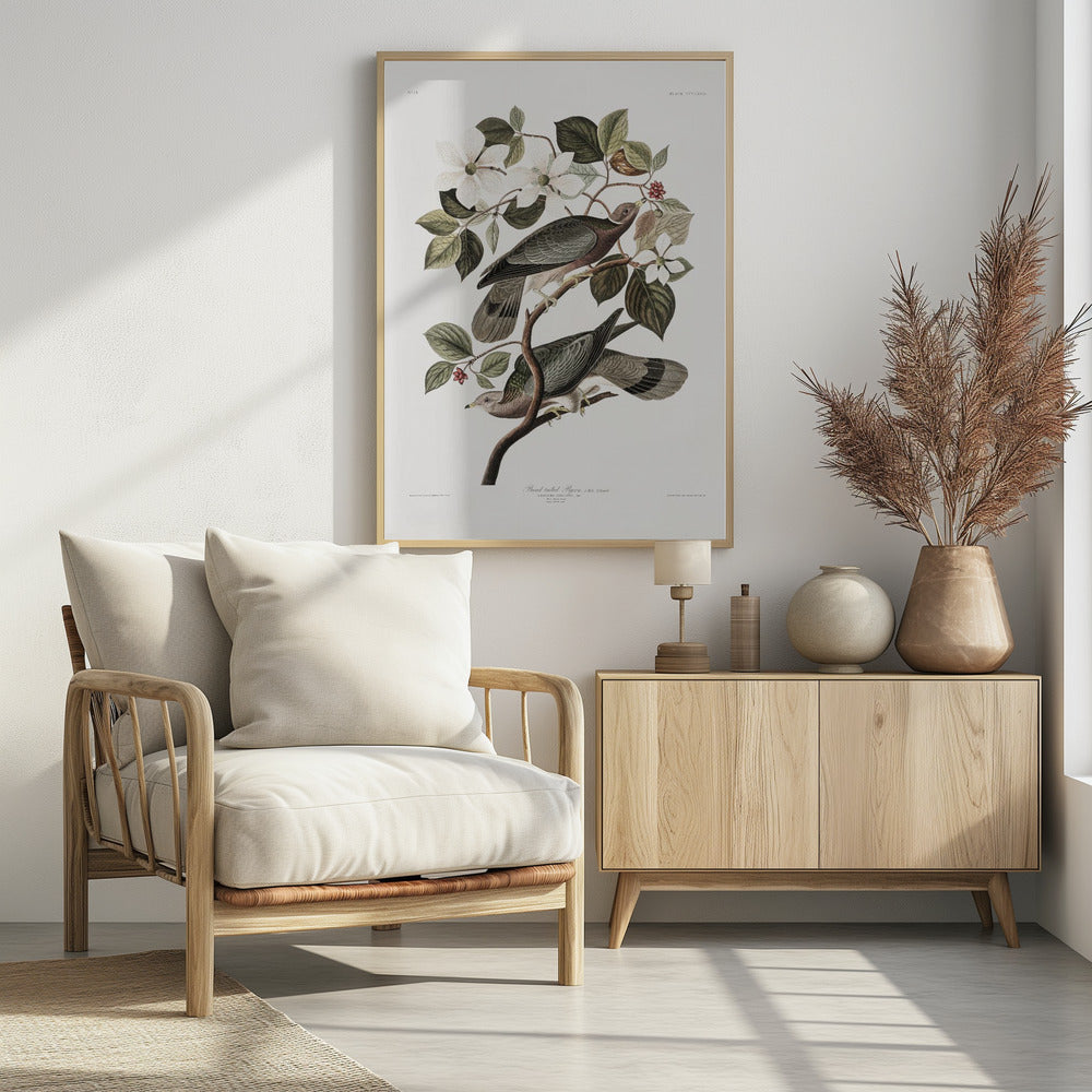 A vintage ornithological illustration of two Band-tailed Pigeons perched on the branch of a flowering dogwood tree. The detailed artwork showcases the birds' grey and brown plumage amidst white blossoms and green leaves against a neutral off-white background. Poster