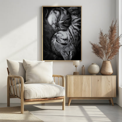 A tender black and white close-up photograph of two striped tabby kittens sleeping soundly, curled up together in a yin-yang-like position. Wall Art