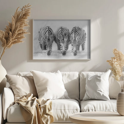 A striking black and white photograph of three zebras standing side by side, their heads lowered in unison to drink from a watering hole. The symmetrical composition highlights the mesmerizing patterns of their stripes against a bright, white background. The image is presented within a silver frame. Print