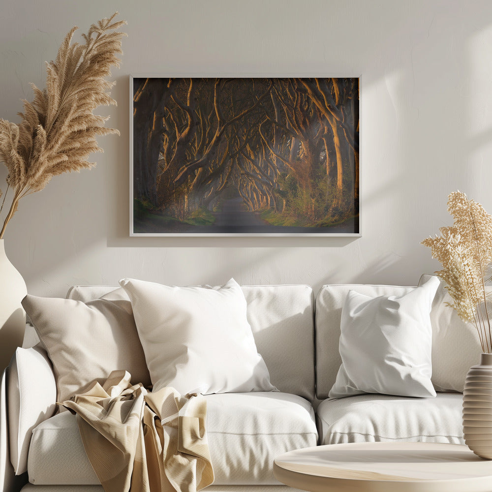 A framed photograph of the Dark Hedges in Northern Ireland, where gnarled beech trees form a natural tunnel over a country road, their branches glowing in the golden light of sunrise or sunset. Print