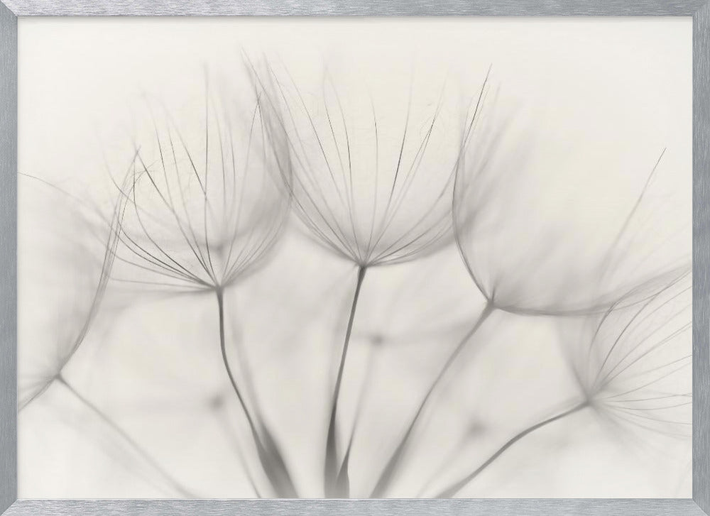 A soft-focus, monochrome macro photograph of several delicate dandelion seeds against a light cream background, presented in a silver frame. Artwork