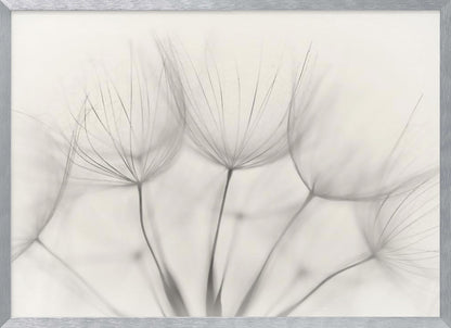 A soft-focus, monochrome macro photograph of several delicate dandelion seeds against a light cream background, presented in a silver frame. Artwork