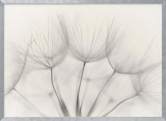 A soft-focus, monochrome macro photograph of several delicate dandelion seeds against a light cream background, presented in a silver frame. Artwork