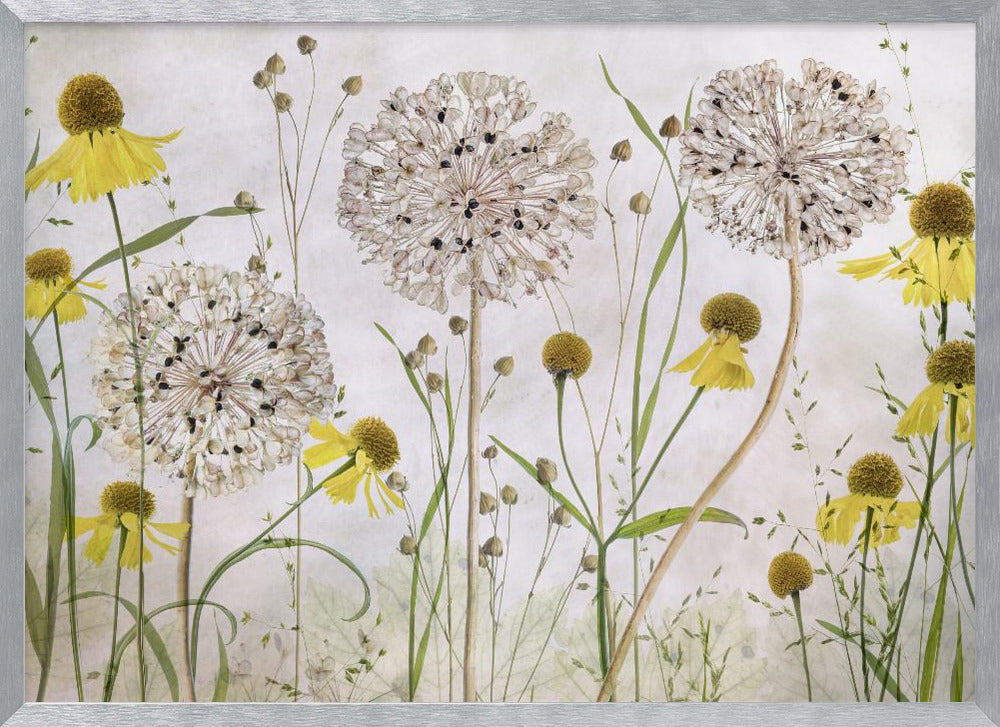 A framed botanical artwork featuring a delicate arrangement of pressed and dried flowers. Large, spherical white allium seed heads stand tall among numerous yellow coneflowers with prominent centers. Slender green stems and leaves fill the composition against a soft, light-textured background, creating a serene, natural scene. Decor