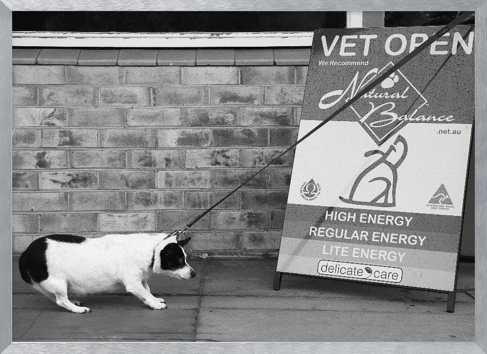 A framed, black and white photograph of a small, stout, black and white dog on a leash. The dog is crouched low and appears to be stubbornly resisting being pulled towards a large A-frame sign that reads 'VET OPEN' and advertises 'Natural Balance' dog food, with options like 'HIGH ENERGY' and 'LITE ENERGY', creating a humorous contrast. Poster