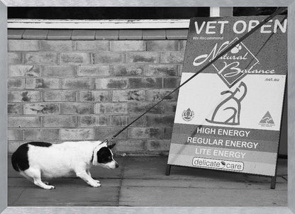 A framed, black and white photograph of a small, stout, black and white dog on a leash. The dog is crouched low and appears to be stubbornly resisting being pulled towards a large A-frame sign that reads 'VET OPEN' and advertises 'Natural Balance' dog food, with options like 'HIGH ENERGY' and 'LITE ENERGY', creating a humorous contrast. Poster