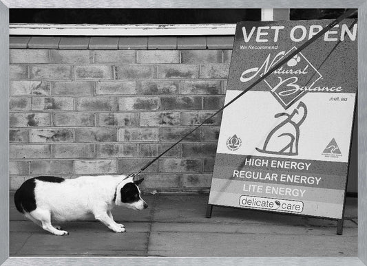 A framed, black and white photograph of a small, stout, black and white dog on a leash. The dog is crouched low and appears to be stubbornly resisting being pulled towards a large A-frame sign that reads 'VET OPEN' and advertises 'Natural Balance' dog food, with options like 'HIGH ENERGY' and 'LITE ENERGY', creating a humorous contrast. Poster