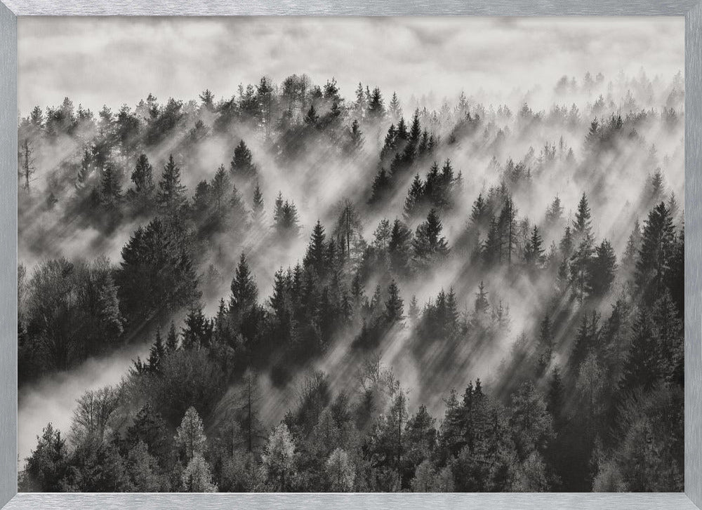 A dramatic black and white photograph of a dense hillside forest shrouded in thick fog. Beams of sunlight pierce through the mist, creating strong light rays across the landscape, all enclosed within a silver frame. Artwork