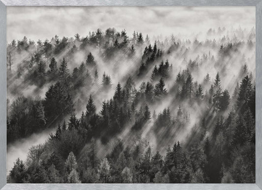 A dramatic black and white photograph of a dense hillside forest shrouded in thick fog. Beams of sunlight pierce through the mist, creating strong light rays across the landscape, all enclosed within a silver frame. Artwork
