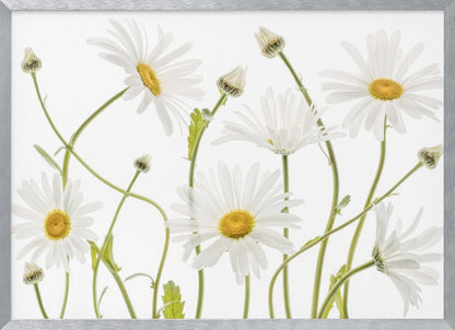 A framed piece of art featuring several white daisies with yellow centers and slender green stems against a clean white background. Some flowers are in full bloom while others are still buds. Wall Art