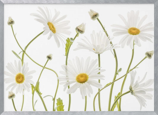 A framed piece of art featuring several white daisies with yellow centers and slender green stems against a clean white background. Some flowers are in full bloom while others are still buds. Wall Art