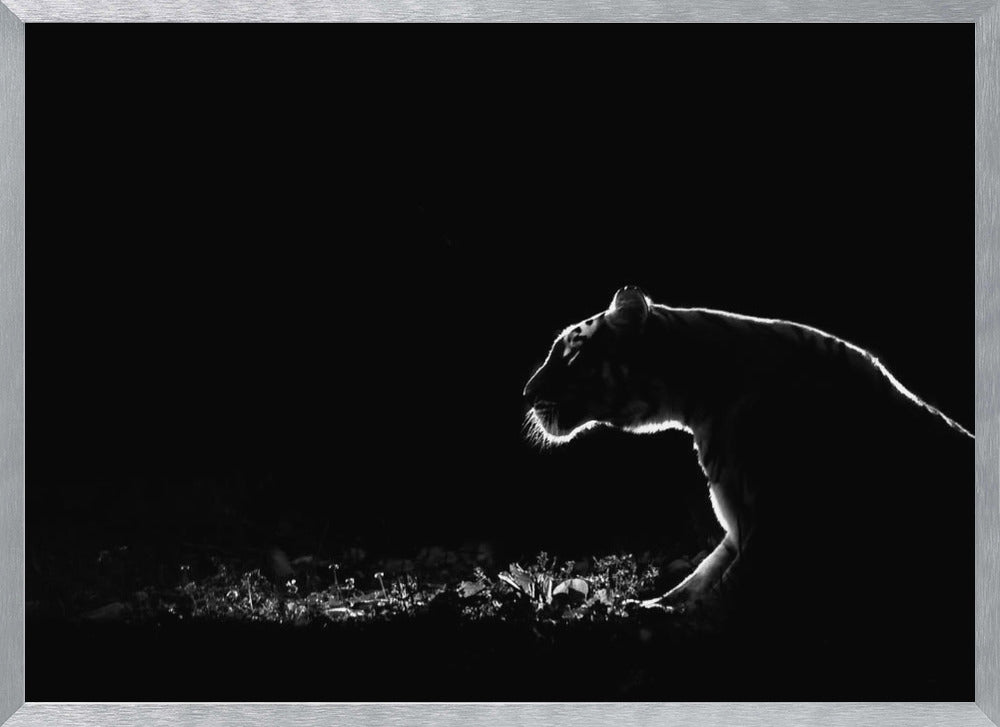 A dramatic black and white photograph of a tiger at night, captured in profile. A strong rim light outlines the silhouette of the tiger's head, back, and front leg against a pure black background, highlighting the texture of its fur as it stalks through low-lit foliage. The entire image is enclosed in a silver frame. Artwork