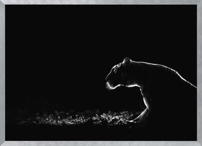 A dramatic black and white photograph of a tiger at night, captured in profile. A strong rim light outlines the silhouette of the tiger's head, back, and front leg against a pure black background, highlighting the texture of its fur as it stalks through low-lit foliage. The entire image is enclosed in a silver frame. Artwork