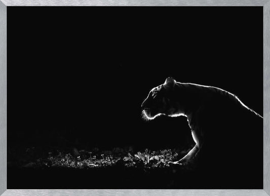A dramatic black and white photograph of a tiger at night, captured in profile. A strong rim light outlines the silhouette of the tiger's head, back, and front leg against a pure black background, highlighting the texture of its fur as it stalks through low-lit foliage. The entire image is enclosed in a silver frame. Artwork