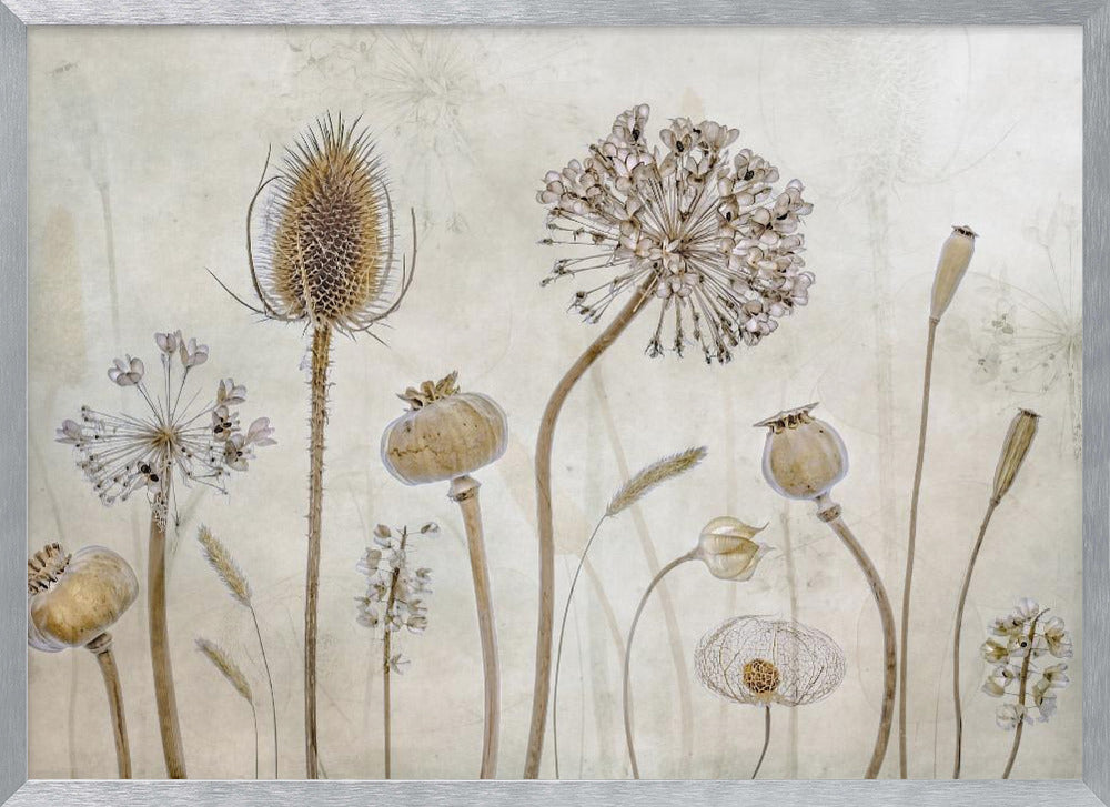 A framed botanical artwork featuring a variety of dried flower heads and seed pods in earthy brown and beige tones. The arrangement, which includes a prominent teasel, poppy pods, and a large allium, is set against a subtle, textured cream background. Print