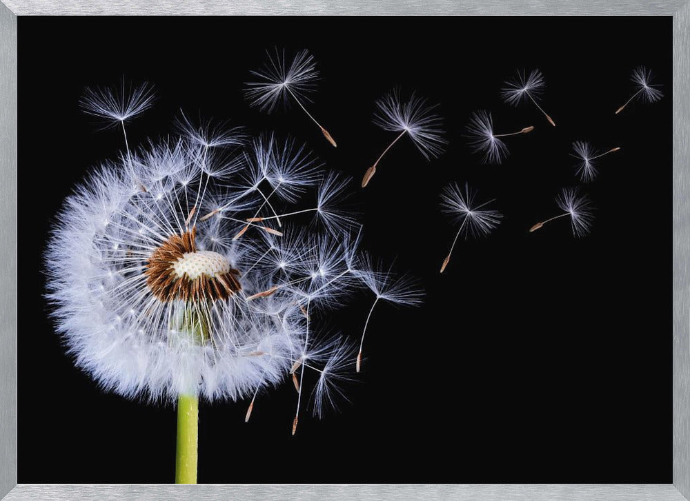 A close-up, framed photograph of a dandelion seed head against a stark black background, with its fluffy white seeds being carried away by an unseen wind. Wall Art