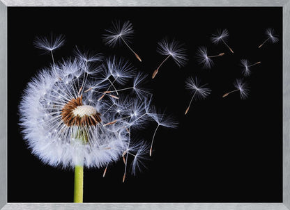 A close-up, framed photograph of a dandelion seed head against a stark black background, with its fluffy white seeds being carried away by an unseen wind. Wall Art