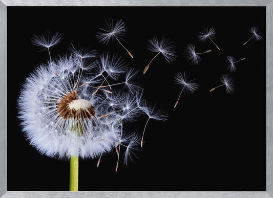 A close-up, framed photograph of a dandelion seed head against a stark black background, with its fluffy white seeds being carried away by an unseen wind. Wall Art