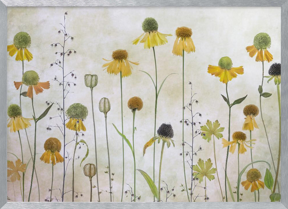 A collection of pressed wildflowers, primarily yellow and orange coneflowers with green and brown centers, arranged vertically against a textured, off-white background within a silver frame. Print