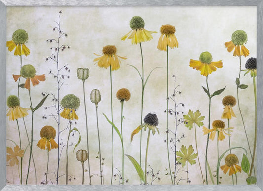 A collection of pressed wildflowers, primarily yellow and orange coneflowers with green and brown centers, arranged vertically against a textured, off-white background within a silver frame. Print