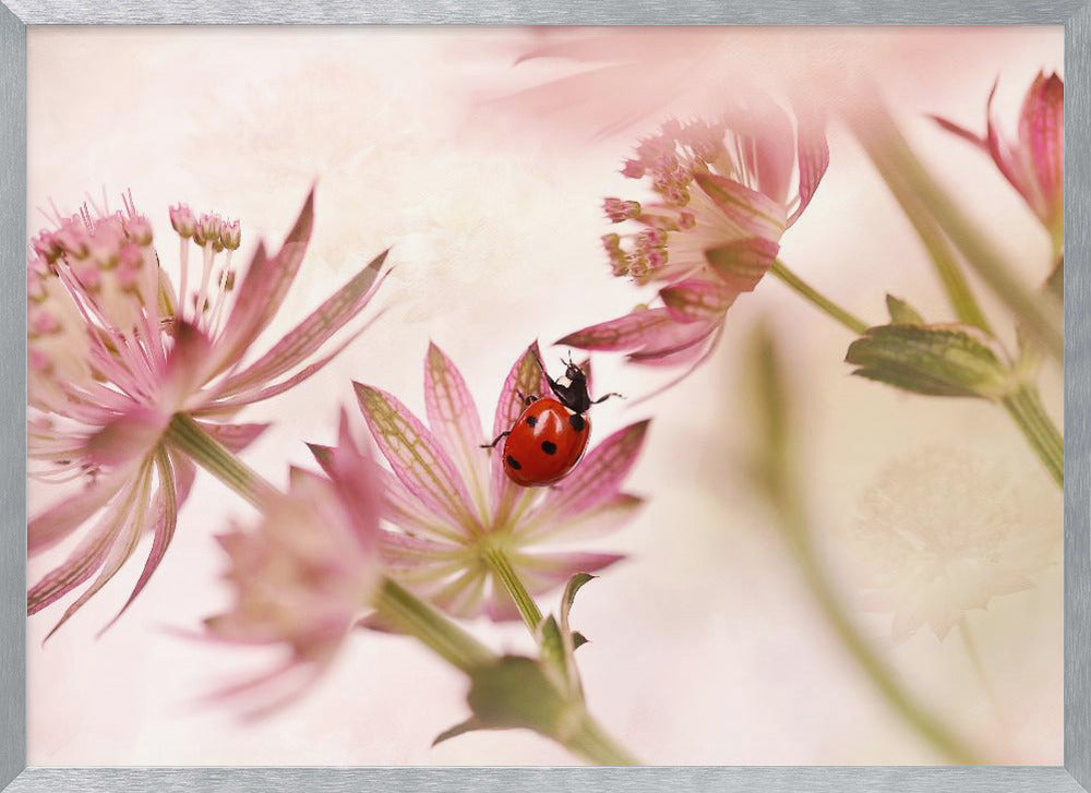 A macro photograph captures a vivid red ladybug with black spots as it crawls on the delicate petals of a pink Astrantia flower. The scene is soft-focused with a dreamy, light pink and cream background, giving it a gentle and serene feel. Print