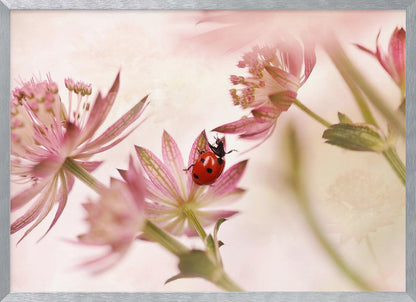 A macro photograph captures a vivid red ladybug with black spots as it crawls on the delicate petals of a pink Astrantia flower. The scene is soft-focused with a dreamy, light pink and cream background, giving it a gentle and serene feel. Print