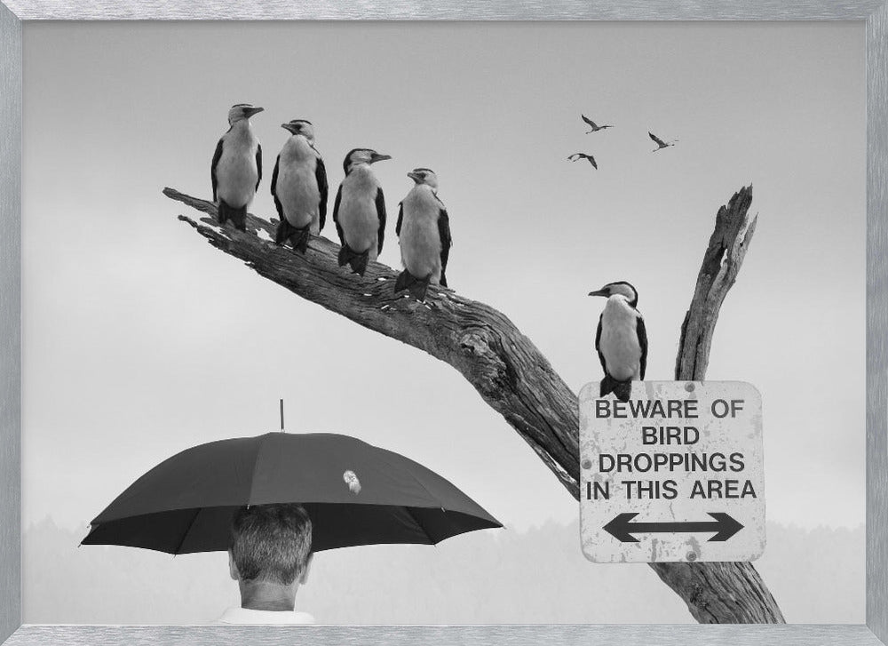 A humorous black and white photograph depicting a man from behind holding a large black umbrella. Above him, a row of five shags, or cormorants, are perched on a dead tree branch next to a sign that reads 'BEWARE OF BIRD DROPPINGS IN THIS AREA'. Wall Art