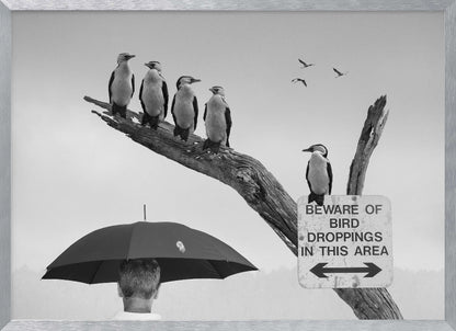 A humorous black and white photograph depicting a man from behind holding a large black umbrella. Above him, a row of five shags, or cormorants, are perched on a dead tree branch next to a sign that reads 'BEWARE OF BIRD DROPPINGS IN THIS AREA'. Wall Art