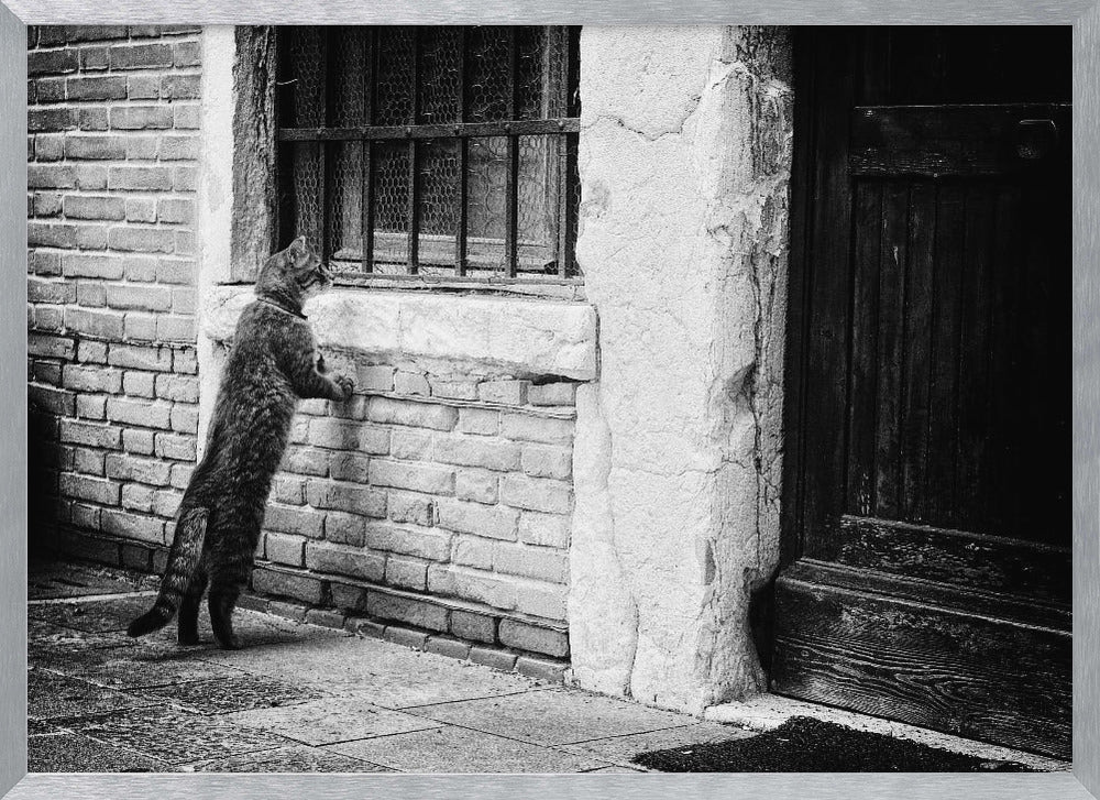 A black and white framed photograph of a cat standing on its hind legs, with its front paws on a brick wall, peering curiously into a barred window. The setting is a rustic alley with an old wooden door to the right. Wall Art