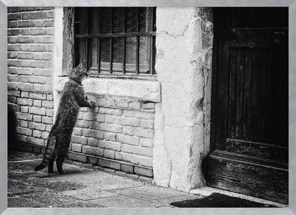 A black and white framed photograph of a cat standing on its hind legs, with its front paws on a brick wall, peering curiously into a barred window. The setting is a rustic alley with an old wooden door to the right. Wall Art