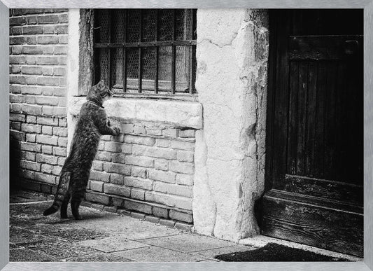 A black and white framed photograph of a cat standing on its hind legs, with its front paws on a brick wall, peering curiously into a barred window. The setting is a rustic alley with an old wooden door to the right. Wall Art