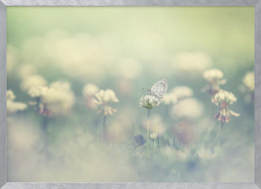 A delicate white butterfly with black spots rests on a white clover flower in a dreamy, soft-focus photograph. The background is a blur of a green and cream-colored meadow, creating a peaceful and ethereal atmosphere. Print