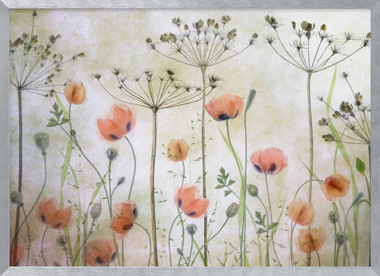 A delicate botanical artwork in a silver frame, featuring translucent orange poppies and the skeletal forms of dried Queen Anne's lace against a soft, textured cream background, creating a dreamy, ethereal meadow scene. Decor