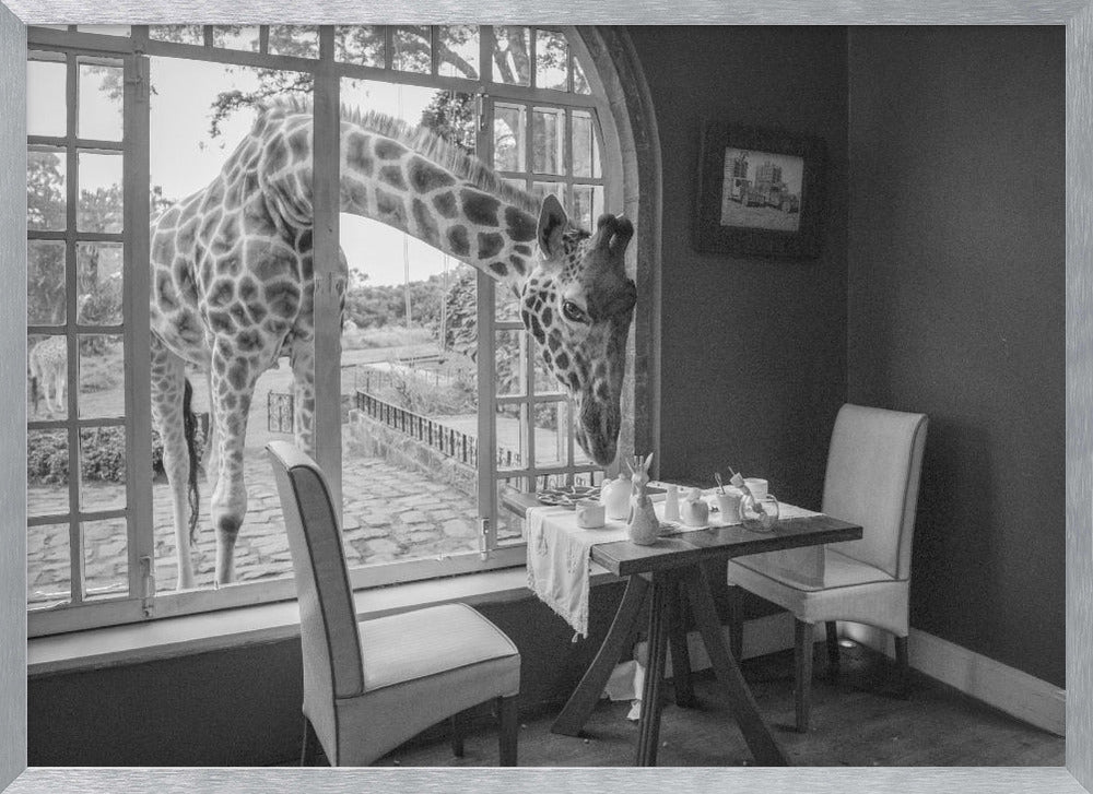 A humorous black and white photograph of a large giraffe poking its head through an open, arched window into a room to look at a small table set for breakfast for two. Decor