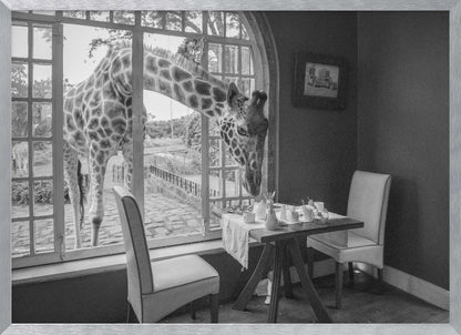 A humorous black and white photograph of a large giraffe poking its head through an open, arched window into a room to look at a small table set for breakfast for two. Decor