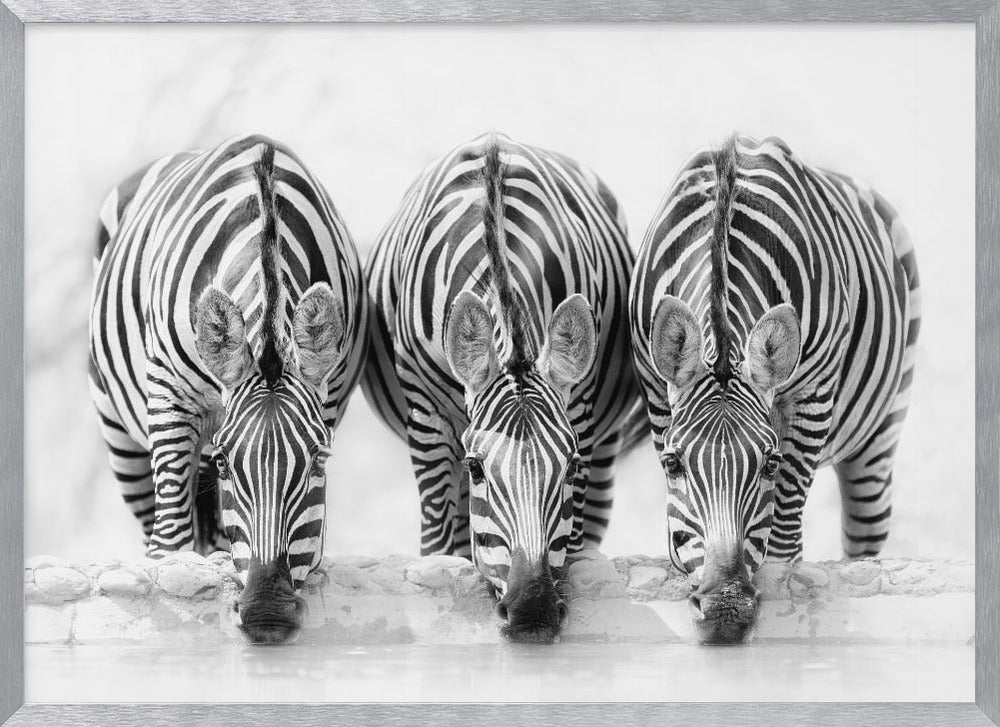 A striking black and white photograph of three zebras standing side by side, their heads lowered in unison to drink from a watering hole. The symmetrical composition highlights the mesmerizing patterns of their stripes against a bright, white background. The image is presented within a silver frame. Print