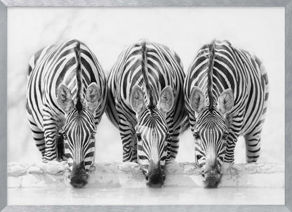 A striking black and white photograph of three zebras standing side by side, their heads lowered in unison to drink from a watering hole. The symmetrical composition highlights the mesmerizing patterns of their stripes against a bright, white background. The image is presented within a silver frame. Print